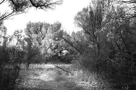 black-and-white, grass, nature, path, plants, trees