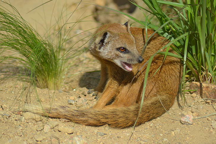 gul mongoose, Cynictis penicillata, Afrika, pattedyr, liten, pels, rovdyr