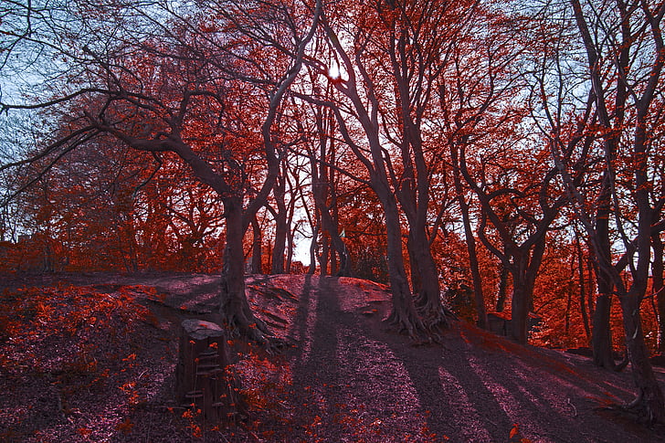 forest, tree, network