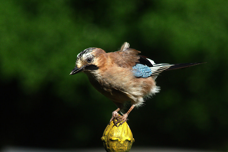 jay, bird, colorful, animal, feather, pretty, poultry