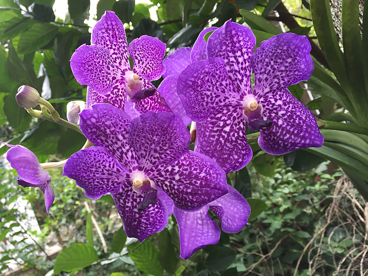 flor, del balanceo, violeta, Orquídea púrpura