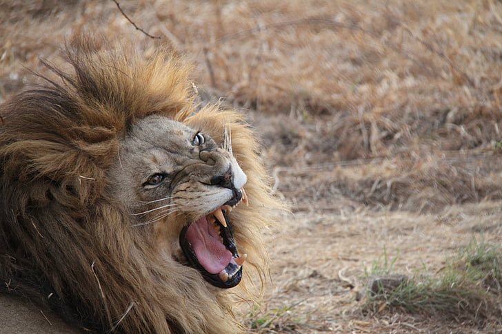 Lion, Afrique du Sud, animal, Lion - féline, faune, carnivore, l’Afrique