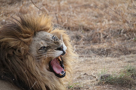 løve, Sør-Afrika, dyr, løve - feline, dyreliv, rovdyr, Afrika