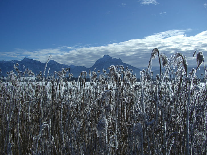 invierno, nieve, montaña, panorama, Alpine, Lago, Reed