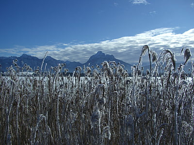 winter, snow, mountain, panorama, alpine, lake, reed