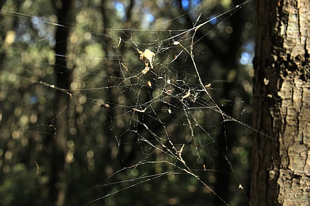 cobweb, autumn, forest, spider