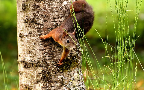 squirrel, nager, cute, nature, rodent, animal, tree