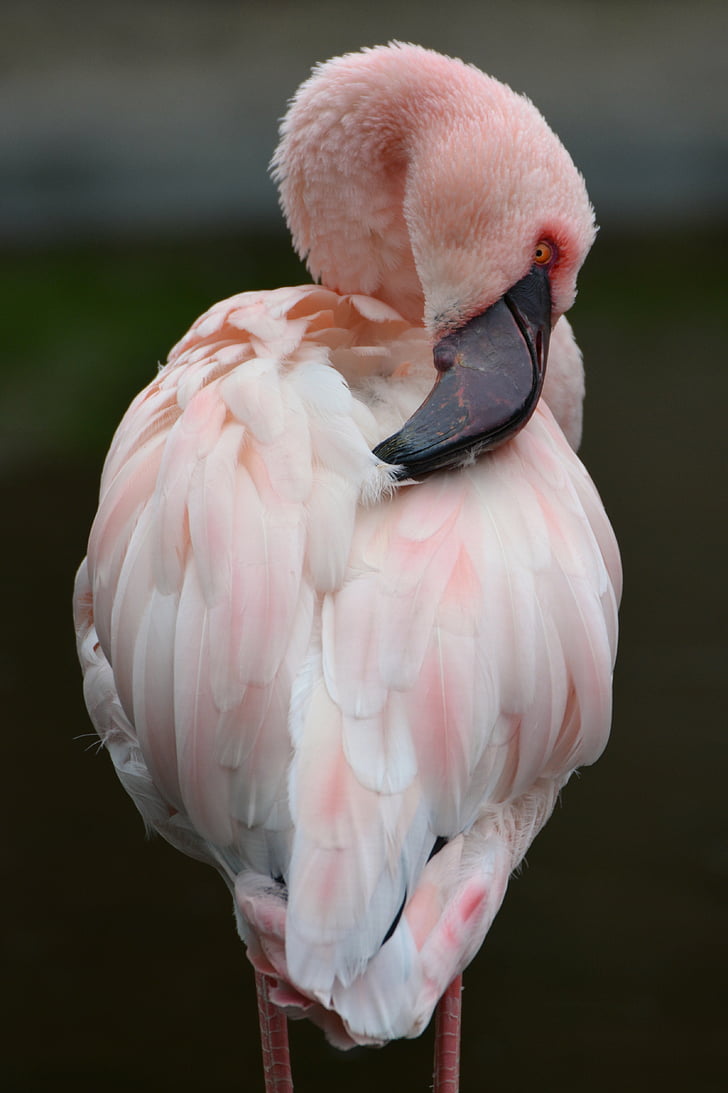 Flamingo, pembe, hayvan, kuş