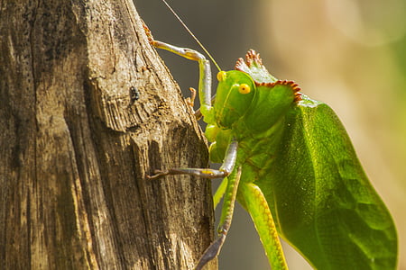 photography, nature, insects, hope, katydid, animal, insect
