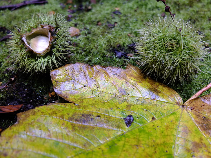 autumn, leave, forest, nature