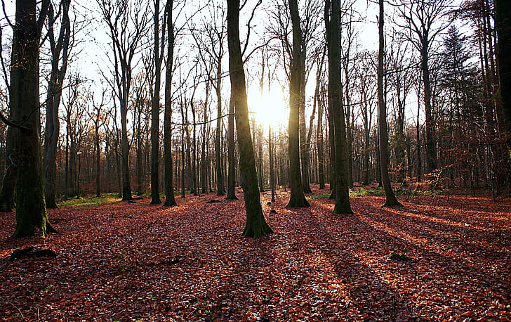 лес, Осень, деревья, листья, свет, красный лист