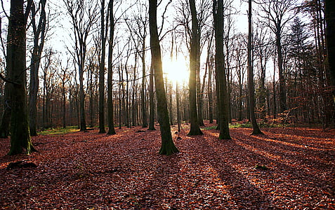 Les, podzim, stromy, listy, světlo, červený list