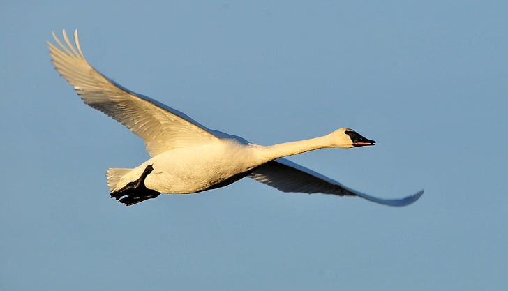 Cygnus buccinator, di volo, uccello, uccelli acquatici, fauna selvatica, natura, volo