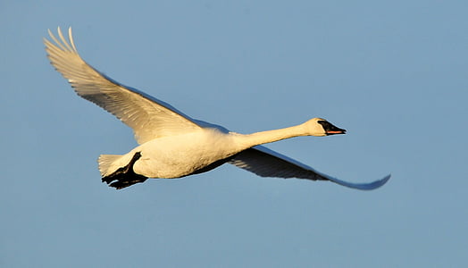 trumpeter swan, flying, bird, waterfowl, wildlife, nature, flight