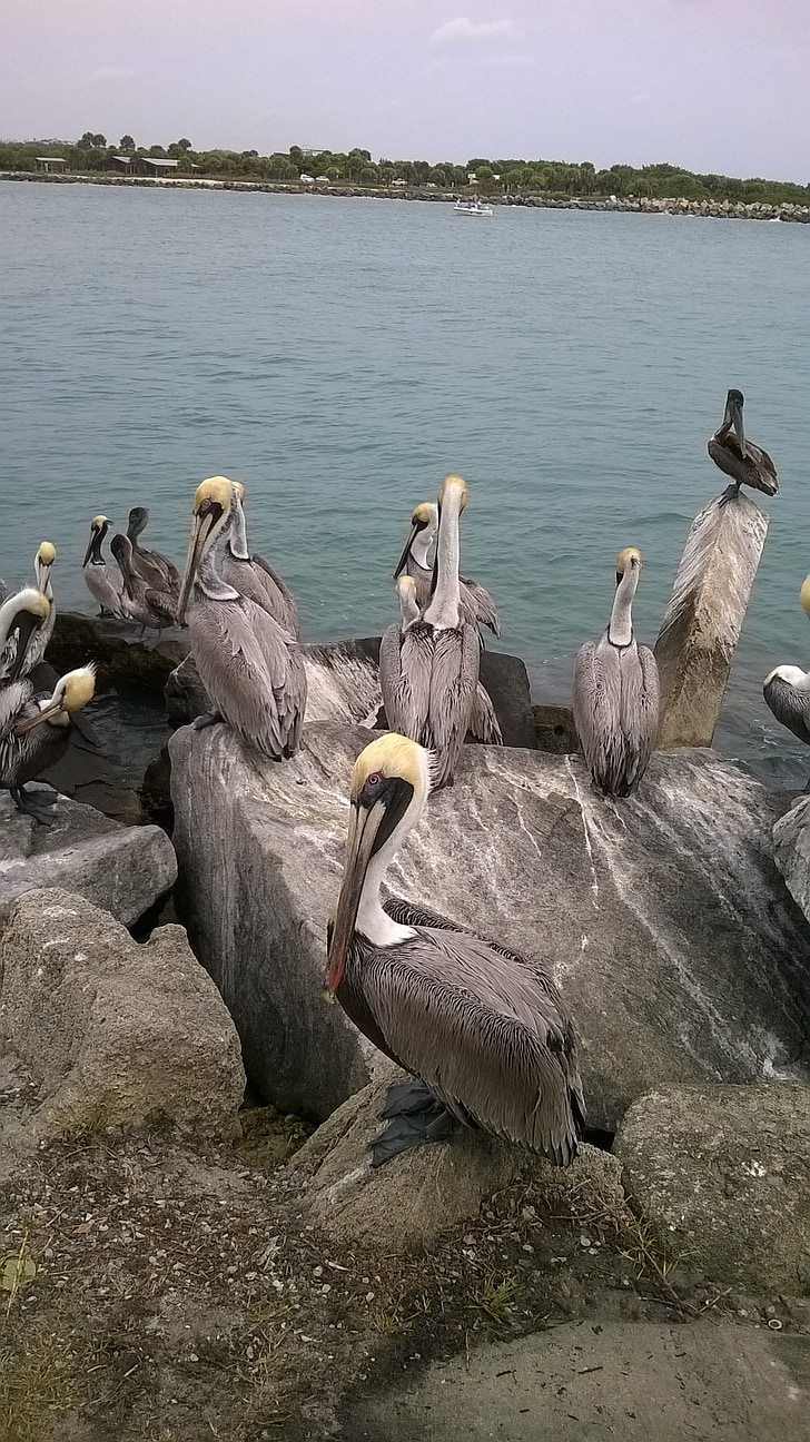 pelikány, vták, Ocean