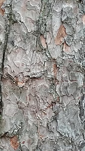 drzewo, Kora, Natura, pnia, tekstury, wzór, brązowy
