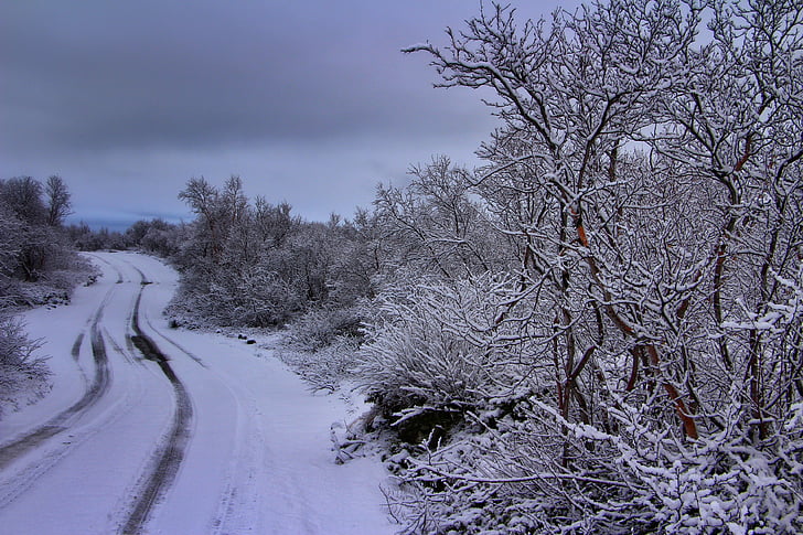Frost, snöflinga, isiga träd, vinter, snö, kalla, vit