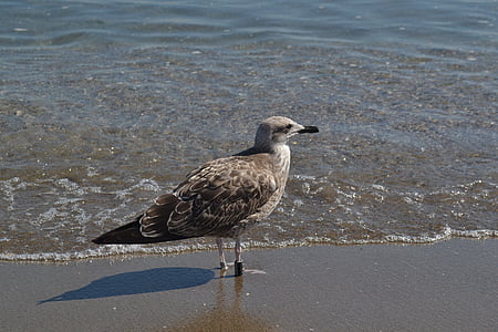 gull, seagull, bird, beach, brown, grey, nature
