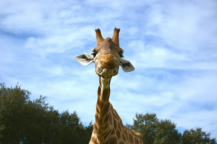 girafa, animals, zoològic, salvatge
