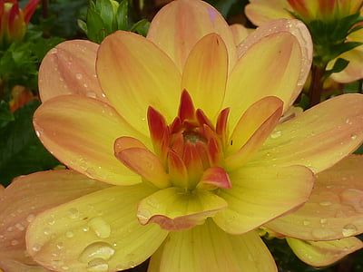 virág, Dahlia, sárga