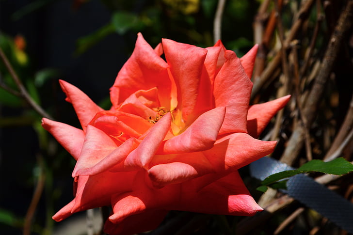 rose orange, Rose, orange, nature, jardin, fleur d’oranger, belle rose