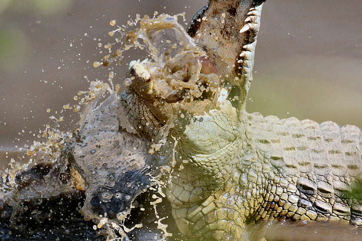 animal, close-up, Crocodile, reptile, river, water, wildlife