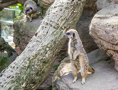 Meerkat, drăguţ, mamifer, blana, cu blană, fata, în picioare