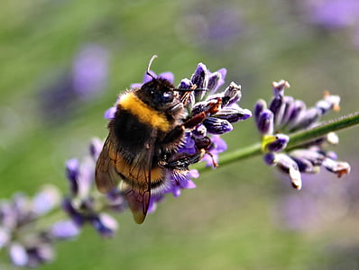 nature, lavender, purple, plant, garden, summer, smell