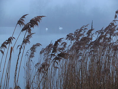 swan, swan family, pond, wild life, reed, sea grass, winter