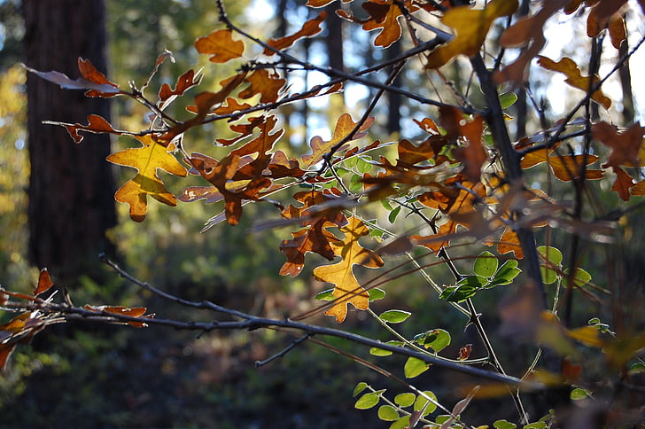 dub, Les, listy, podzim, listoví, na podzim, strom