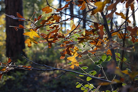 樫の木, フォレスト, 葉, 秋, 紅葉, 秋, ツリー