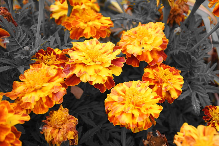 flores, barhotki, naranja, amarillo, flor del jardín, naturaleza, brillante