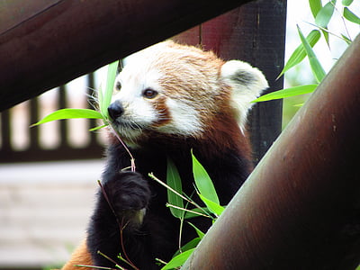 vermell, colla, panda vermell, menjar, assegut, animal, vida silvestre