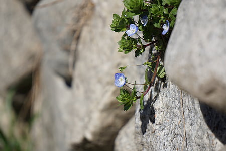 τιμητικό βραβείο, άνθος, άνθιση, τοίχου, μπλε, λουλούδι, φυτό