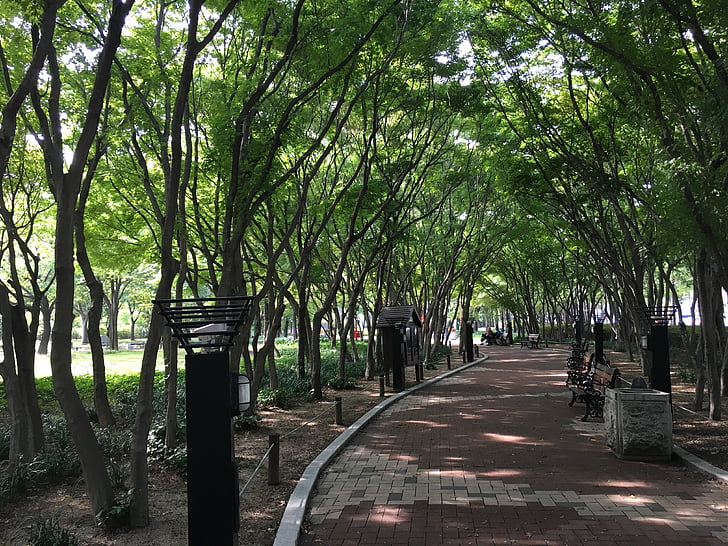 Daegu, Parc, bois, perchoir, arbre, à l’extérieur, Journée