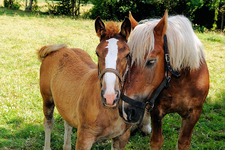 paarden, Schwarzwälder kaltblut, intimiteit, verbondenheid, moederlijke liefde, moeder, veulen
