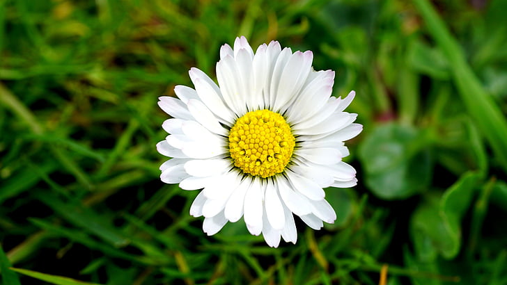 flower, daisy, nature, floral, field, plant, yellow