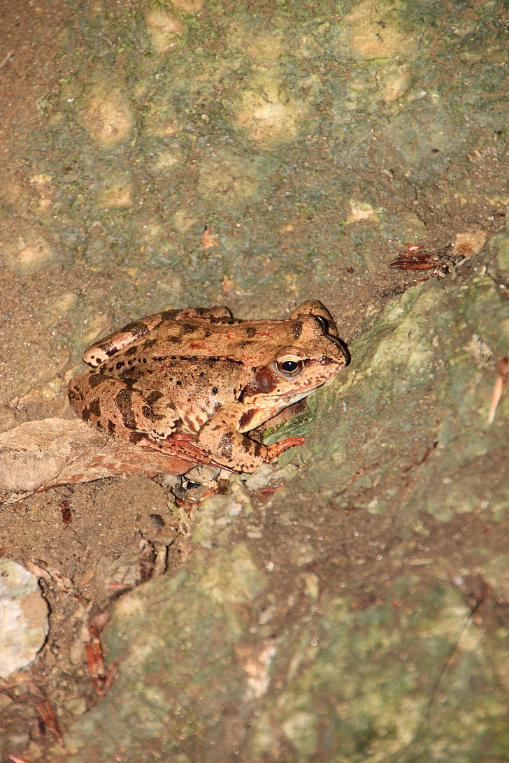 amphibians, common, european, frog, mountain, animals