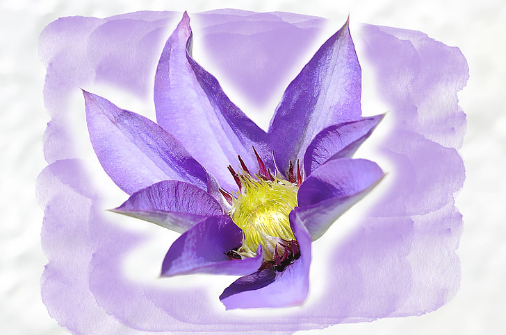 clematis, flower, blossom, bloom, blue, purple, painting