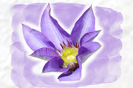 铁线莲, 花, 开花, 绽放, 蓝色, 紫色, 绘画