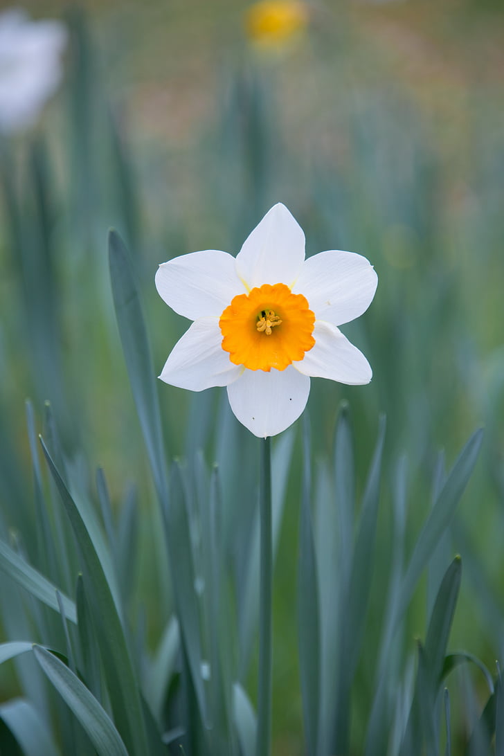 Narcis, květ, jaro, zahrada, parku, louka, závod