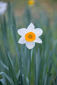 Narciso, flor, Primavera, jardim, Parque, Prado, planta