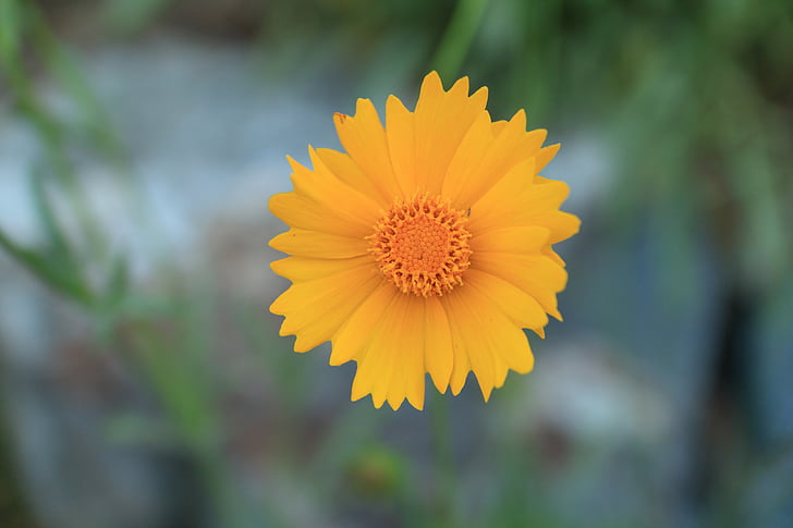fiori, Wildflower, fiore giallo, a piedi, Parco