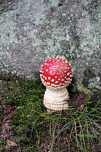 fly agaric, forest, autumn, mushrooms, nature, forest floor, mushroom