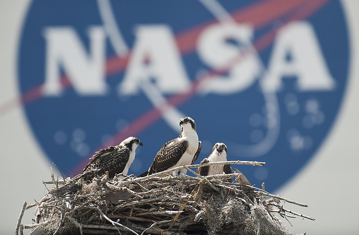 Gniazdo, ptaki, Osprey, makro, szczelnie-do góry, NASA, Florida
