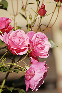 flor, Rosa, natura, pètals de Rosa, flor rosa, planta, jardí
