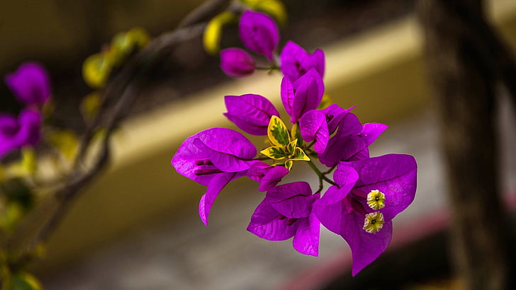 Bougainvillea, viola, fiori, rosa, viola, petali di, fioriture