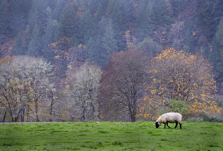 domba, alam, Oregon, hewan, wol, padang rumput, rumput