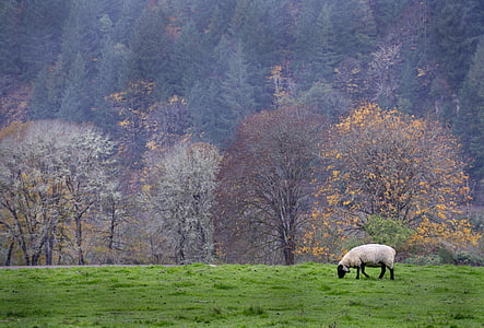 ovelhas, natureza, Oregon, animal, lã, pasto, grama