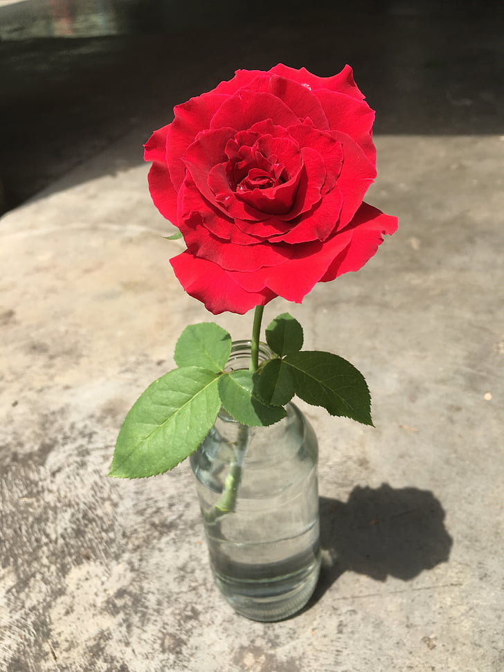 Rose, lepo, rdeča, cvet, pottle, na prostem